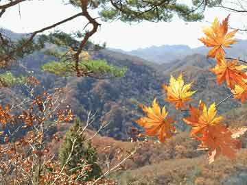 中昊芯英創(chuàng)始人楊龔軼凡：浙江很早就有很強(qiáng)的眼光布局AI|界面新聞 · 快訊